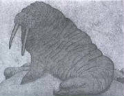 walrus.jpg